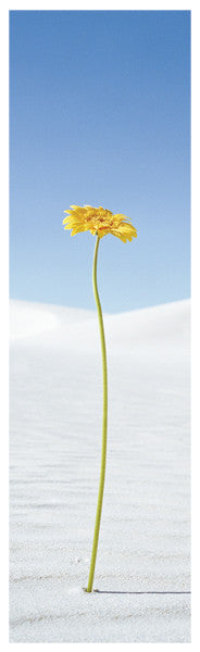 NY640 - Gerbera Daisy, 12 x 36