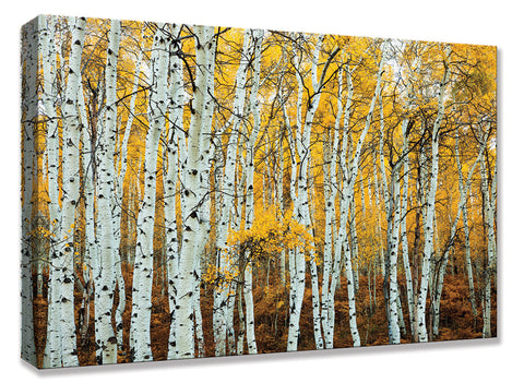 CNV234 Aspen Grove Yellow 24x36