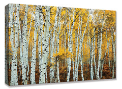 CNV234 Aspen Grove Yellow 24x36