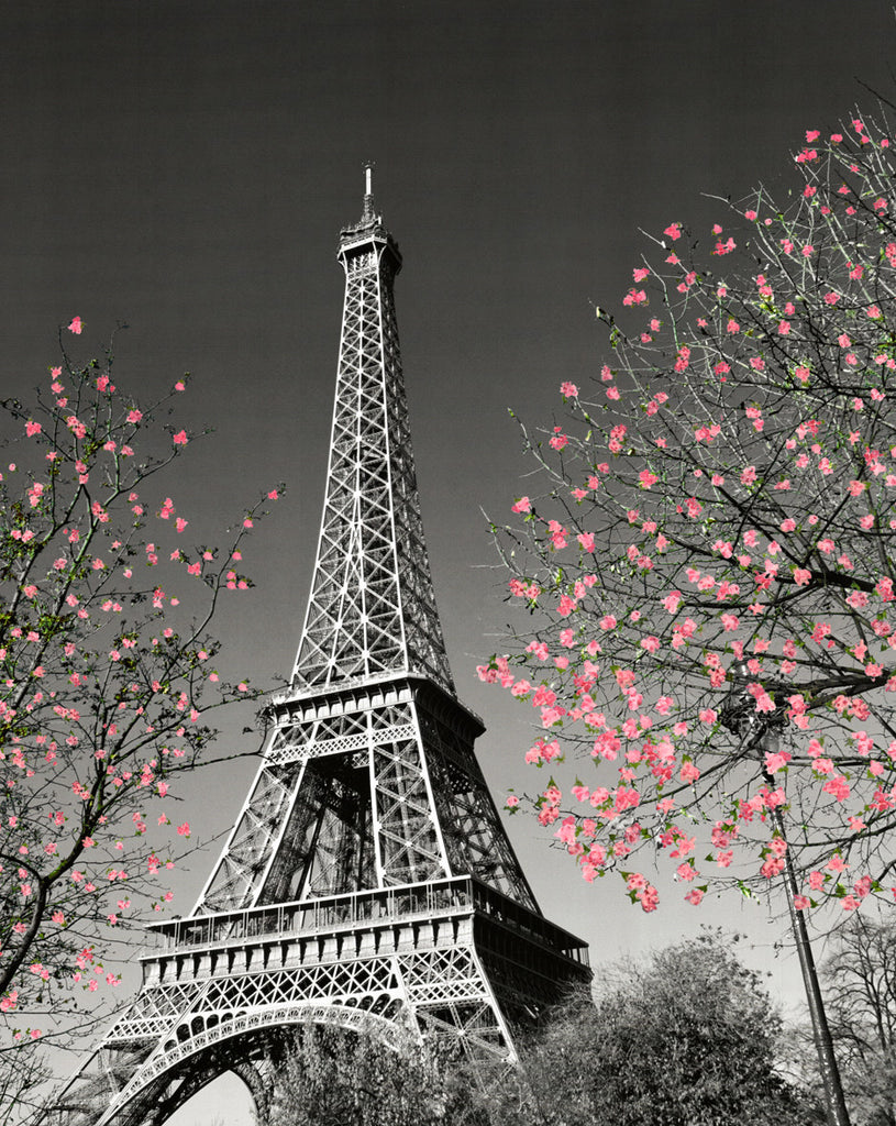 MP781 Paris Blossom 16in x 20in
