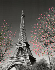 MP781 Paris Blossom 16in x 20in