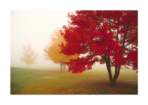 NY340 - Escape Trees, 16 x 20