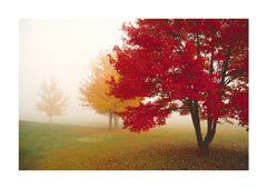 NY340 - Escape Trees, 16 x 20