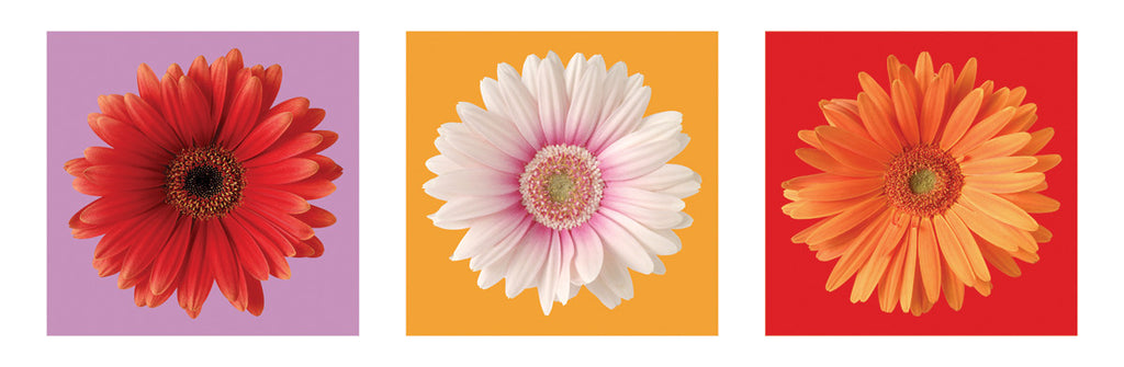 NY650 - Daisies - Red, White & Orange, 12 x 36