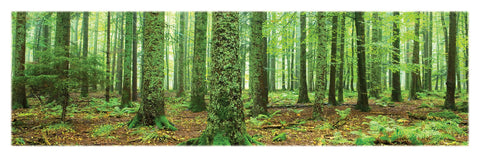 NY661 - Rainforest, 12 x 36