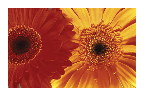 NY820 - Gerbera Daisies, 24 x 36