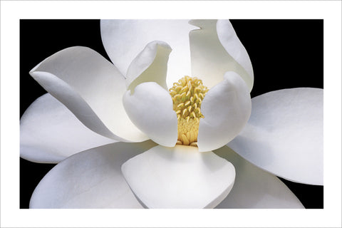 NY832 - Magnolia, 24 x 36