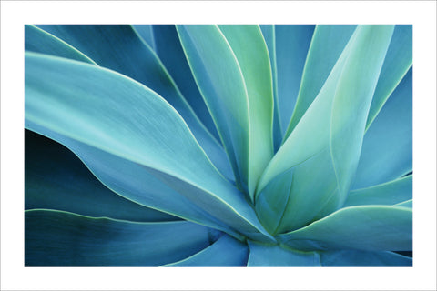 NY833 - Agave Cactus, 24 x 36