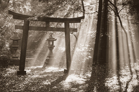 NY843 - Torii Shrine - Japan, 24 x 36
