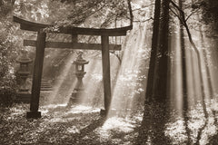 NY843 - Torii Shrine - Japan, 24 x 36