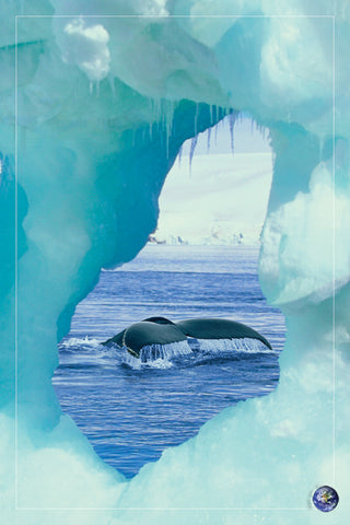 NY881 - Whale Tail, 24 x 36