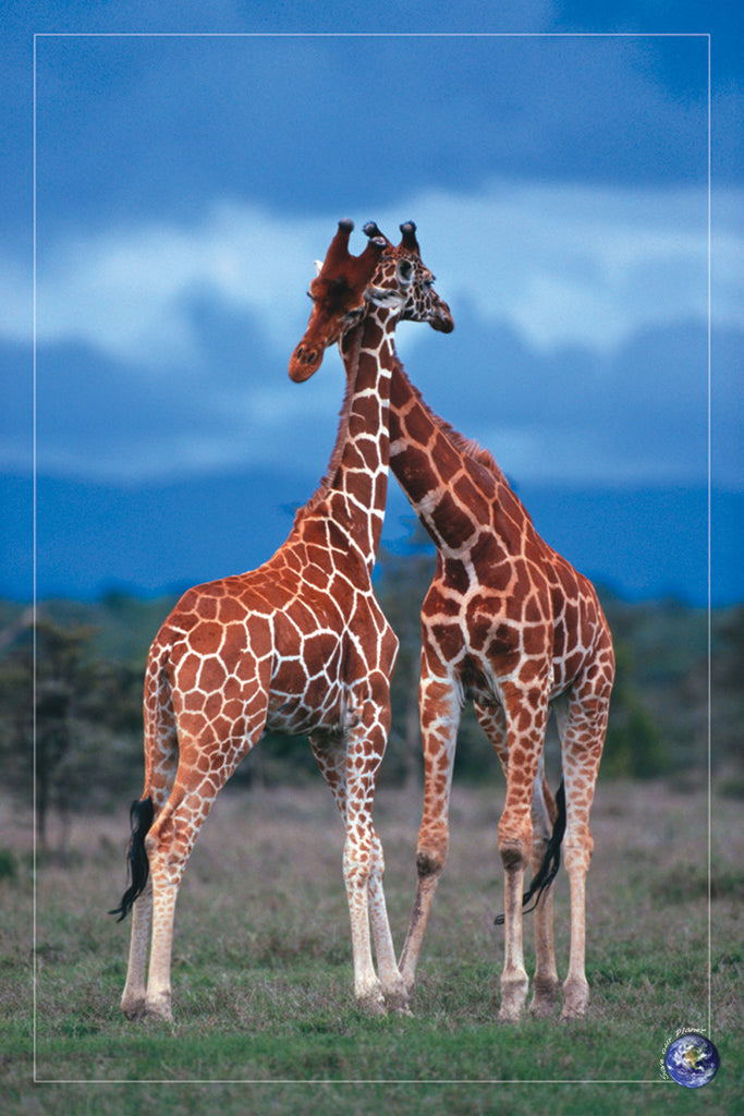 NY883 - High Love, 24 x 36