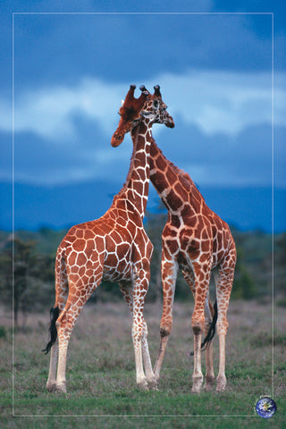 NY883 - High Love, 24 x 36