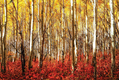 NY889 - Aspen Grove - Red, 24 x 36
