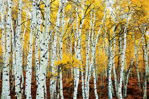 NY890 - Aspen Grove - Yellow, 24 x 36