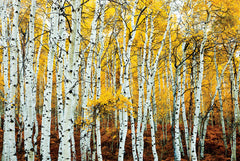 NY890 - Aspen Grove - Yellow, 24 x 36