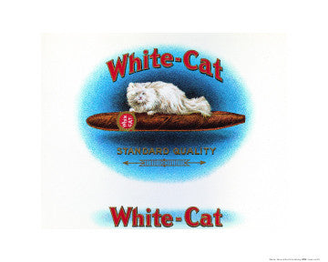 NY305 - White Cat, 16 x 20